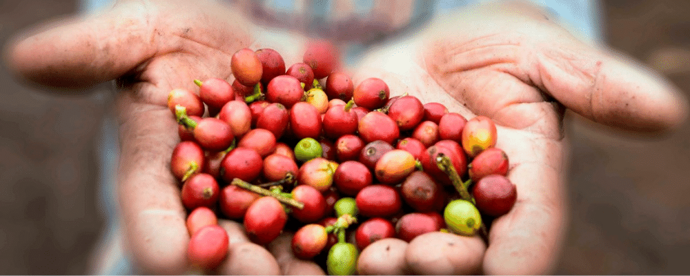 MEET ALL THE LINKS OF THE COFFEE VALUE CHAIN